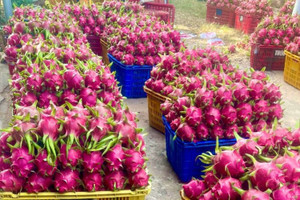 Loại quả từng vứt bỏ đầy gốc nay bất ngờ đem lại tiền triệu cho nông dân