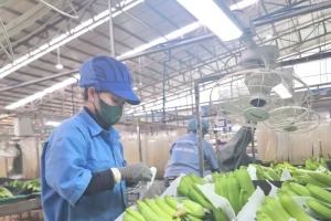 Dự báo mặt hàng rau quả mới sẽ gia nhập 'câu lạc bộ' tỷ USD