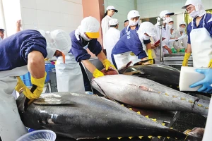 Mỹ siết nhập thủy sản: Điểm mấu chốt doanh nghiệp Việt không thể bỏ qua