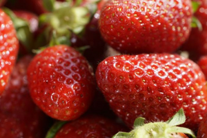 Nghịch lý tại nền kinh tế lớn thứ 4 châu Á: Người dân phải mua dâu với giá đắt đỏ, nông trại lại vứt bỏ hàng trăm kg/ngày