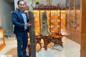 Ở Hà Tĩnh có khúc gỗ nặng 15kg màu vàng nhạt, vân uốn lượn được trả 600 triệu, gia đình tuyên bố không bán và chờ giá cao hơn