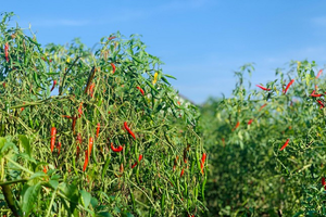 Từ căn bếp Việt ra thị trường thế giới: Loại quả trồng khắp Việt Nam trở thành 'ngôi sao' xuất khẩu, Trung Quốc - Lào mê như điếu đổ