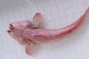 Người dân Cà Mau bắt được con cá màu hồng 'kỳ lạ nhất thế giới': Biết đi bộ, leo cây