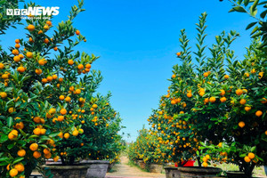 Thương lái 'đánh úp' từ sớm, thủ phủ quất cảnh miền Trung vào mùa 'hốt bạc' trước Tết