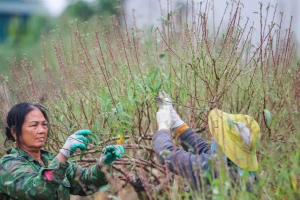 ‘Thủ phủ’ trồng đào xứ Thanh thay áo mới chuẩn bị đón Tết