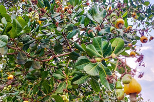 Sau thành công về lúa gạo, Cuba sắp trồng ‘hoàng hậu quả khô’: Doanh nghiệp Việt hỗ trợ kinh phí lên tới hơn 50 triệu đô la