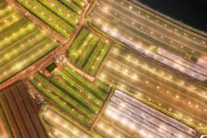 Đêm trắng ở vựa hoa lớn nhất Hà Nội dịp áp Tết