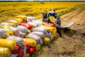 Nước mua gạo Việt nhiều nhất thế giới tăng thuế lên 35%, giảm mạnh nhập khẩu: Việt Nam thiệt đơn thiệt kép