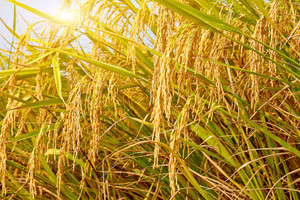 Láng giềng Việt Nam tạo đột phá: Phát triển giống lúa lai ‘tự nhân bản’ đầu tiên trên thế giới, có thể nhân đôi sản lượng toàn cầu