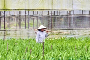 Mưa lạnh, gió mạnh, làng hoa lay ơn 'nín thở' chờ Tết