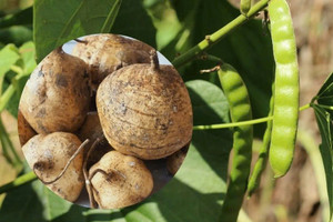 Cả gia đình 6 người nhập viện vì ăn hạt củ đậu