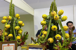 Loại quả đắt nhất thế giới được Việt Nam trồng chưa đầy 10 tháng đã thu hoạch: Vàng ươm, ăn ngọt nhẹ, nông dân bán giá 300.000 đồng/1kg vẫn 'tranh nhau' mua