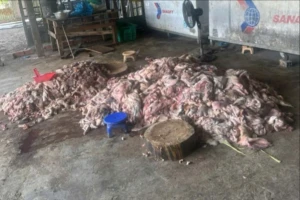 Phát hiện thịt lợn bốc mùi hôi thối sắp 'tuồn' ra thị trường