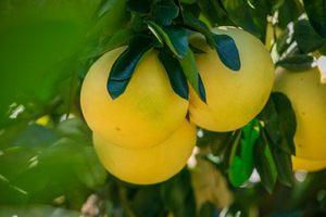 Ăn quanh năm không để ý, loại quả này của Việt Nam đứng thứ 9 trong top trái cây tốt nhất thế giới: Bán đầy chợ, giá ai cũng mua được