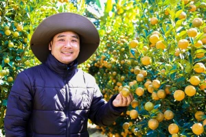 Quất Tết trúng mùa, nhà vườn dồn dập chốt đơn
