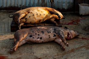 Ăn thịt lợn nhiễm dịch tả châu Phi nguy hiểm thế nào dù đã nấu chín?