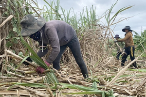 Giá đường Việt Nam chịu áp lực cạnh tranh rất lớn trên thị trường thế giới