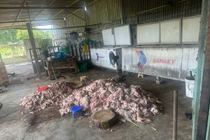 Rùng mình cảnh thịt lợn hôi thối, lợn chết tràn lan tại các cơ sở kinh doanh ở Đồng Nai