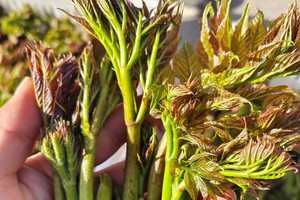 Loại rau rừng bổ tựa nhân sâm được săn lùng khắp châu Á, hóa ra mọc dại đầy ở Việt Nam