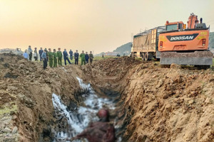 Phát hiện xe chở 13 con trâu nhiễm lở mồm long móng tại Bắc Ninh