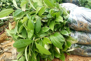 'Vàng xanh' vùng núi lập kỷ lục xuất khẩu: Nước ta bỏ túi hơn 300 triệu USD năm 2025, là loại cây gia vị từ vỏ đến lá đều 'hái ra tiền'