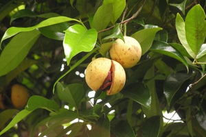 Loại gia vị đắt thứ 3 thế giới trồng ở Việt Nam, vừa mang về gần 33 triệu USD