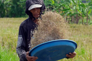 Chặn đường mua gạo Việt Nam, nền kinh tế lớn nhất Đông Nam Á tiến tới cột mốc lịch sử