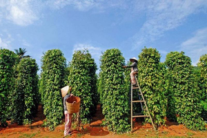 'Vàng đen' Việt Nam được giá, xuất hơn 247 nghìn tấn, thu về kỷ lục 1,66 tỷ USD