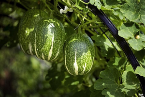 Hạt đen sì của vùng cao Tây Bắc bỗng 'cháy hàng' dịp Tết, giá tới hơn 250.000 đồng/kg vẫn đắt khách