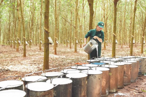Xuất khẩu cao su năm 2025: Giảm sản lượng, Trung Quốc vẫn là thị trường chủ lực