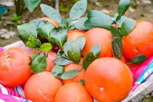 Loại quả đỏ từ vỏ đến ruột, từng chỉ dành cho vua chúa, nay 'cháy hàng' mỗi dịp Tết giá tới 2 triệu đồng/quả