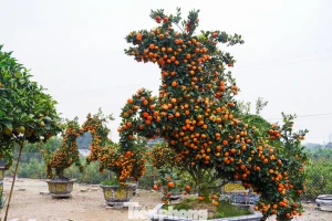 Độc lạ quýt hình ngựa có giá hàng chục triệu đồng ở thủ phủ cây cảnh Hưng Yên