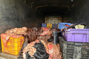 Xe tải chở 1,2 tấn mỡ, da trâu bò không kiểm dịch bị chặn giữa quốc lộ