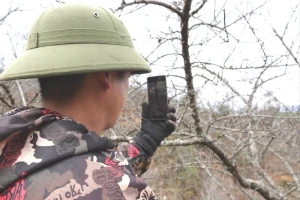 Thương lái đổ về Lùng Cúng tìm mua đào cổ bán Tết