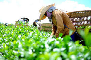 'Vàng xanh' của Việt Nam khiến Mỹ, Indonesia mê mẩn: Là mặt hàng vừa thu về gần 238 triệu USD, nước ta là ông trùm đứng thứ 5 thế giới