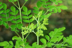 Sự thật về loại rau có khả năng đẩy lùi 90% tế bào ung thư chỉ trong vòng 48 giờ, ở Việt Nam mọc dại đầy đường