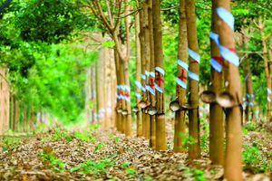 'Vàng trắng' Việt Nam ồ ạt vào thị trường láng giềng: 1/3 thế giới ưa chuộng, nước ta sở hữu diện tích trồng hơn 900.000 ha