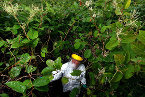 Loài cây lạ cao thêm 2,4 mét trong 1 tháng, xuyên thủng cả bê tông trở thành “ác mộng” của nước Anh
