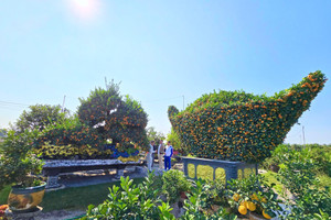 Ngắm bộ cây cảnh độc bản tiền tỷ đang ‘gây sốt’ trước thềm Tết 2026