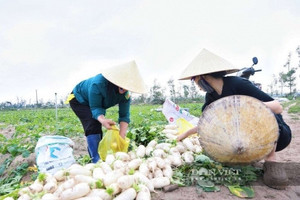 Ở ven biển đất cát muối mặn nhưng nông dân một xã ở Hà Tĩnh vẫn biết cách làm giàu khi trồng bạt ngàn ‘sâm trắng’, năng suất lên tới 1,5 tấn/sào, mỗi năm ‘đút túi’ hàng trăm triệu