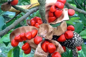 Từng mọc dại trong rừng, loại gia vị này xưa cho không nay thành 'vàng đen' giá gần 3 triệu/kg, có tiền chưa chắc mua được