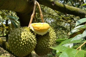 Sầu riêng Đồng Tháp lập đỉnh giá cận Tết: Nhà vườn lãi tới 50.000 đồng/kg