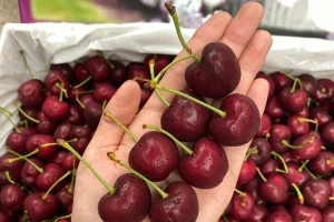 Cận Tết, Cherry bất ngờ rớt giá sâu: Hàng xa xỉ từng 2 triệu đồng/kg nay chỉ còn chưa tới 1 triệu