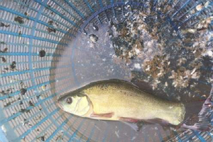 Loại cá 'khó nuôi, khó mua' giá tới 200.000 đồng/kg được săn lùng vì thịt ngọt, ít xương, nghe tên đã thấy 'thơm'