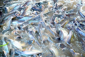 Cả thế giới tranh nuôi, Việt Nam vẫn thắng lớn với đặc sản tỷ đô vừa thu về gần 2,2 tỷ USD, Trung Quốc - Brazil ráo riết 'săn lùng'