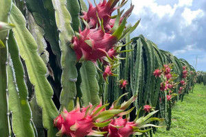 Thanh long nghịch vụ tăng giá mạnh, nhà vườn phấn khởi 'bỏ túi' tiền triệu mỗi ngày