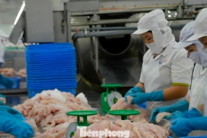 Cá tra Việt Nam bán cho Trung Quốc nhiều nhất