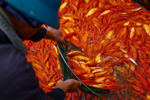 Cận ngày ông Công, ông Táo: Thủ phủ cá chép 'đỏ ao', thương lái ùn ùn đặt cọc