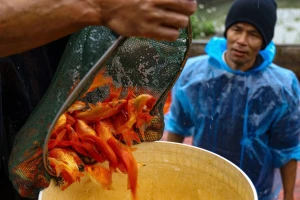 Nhộn nhịp thủ phủ cá chép đỏ cúng Tết ông Công, ông Táo