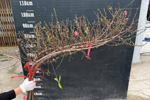 Đào huyền 'lên ngôi' trước Tết: Bán theo cành, chốt nghìn đơn online, giá có thể tăng gấp rưỡi sát ngày